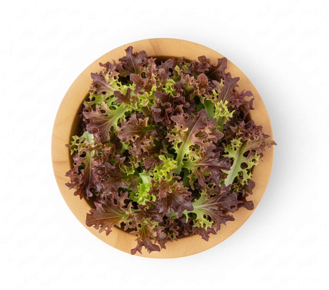 Lollo Rosso Lettuce